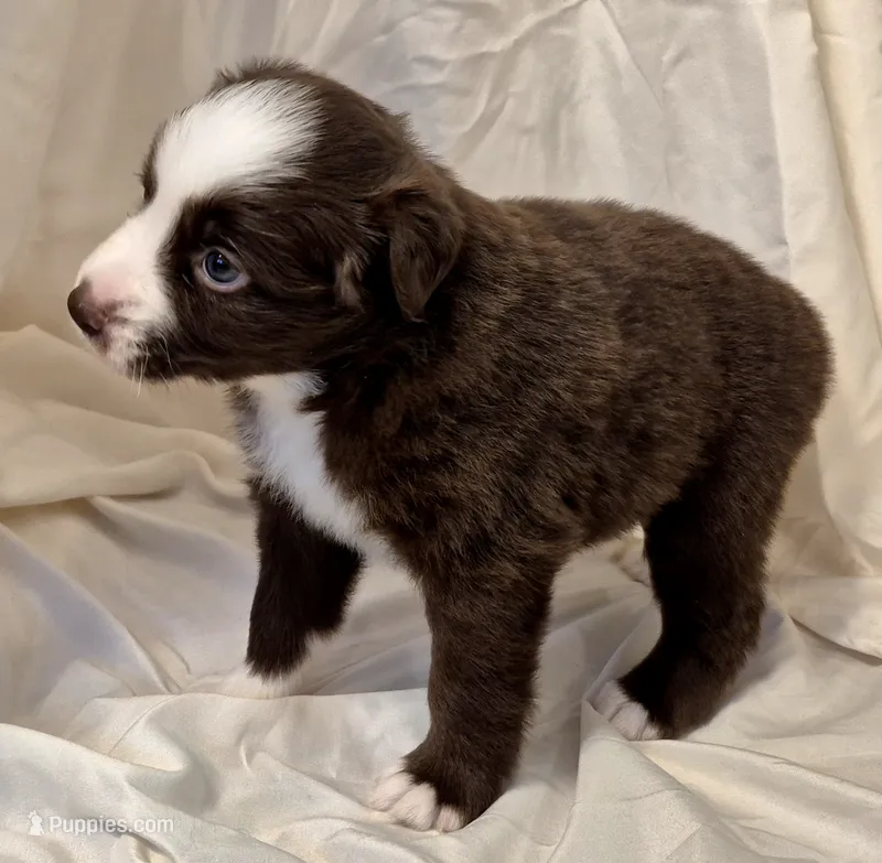 Ellie – Miniature Australian Shepherd puppy for sale in Denton, TX