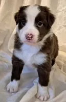 Footloose, a female Miniature Australian Shepherd for sale in Denton, TX – 10 of 10
