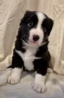 Mia, a female Miniature Australian Shepherd for sale in Denton, TX – 2 of 10