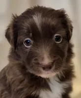 Mateo, a male Miniature Australian Shepherd for sale in Denton, TX – 1 of 9