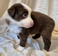 Footloose, a female Miniature Australian Shepherd for sale in Denton, TX – 7 of 10