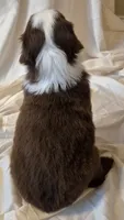 Footloose, a female Miniature Australian Shepherd for sale in Denton, TX – 5 of 10