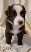 Ellie, a female Miniature Australian Shepherd for sale in Denton, TX – 8 of 8