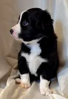 Mia, a female Miniature Australian Shepherd for sale in Denton, TX – 8 of 10
