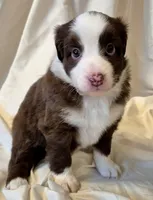 Footloose, a female Miniature Australian Shepherd for sale in Denton, TX – 2 of 10