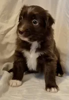Mateo, a male Miniature Australian Shepherd for sale in Denton, TX – 8 of 9