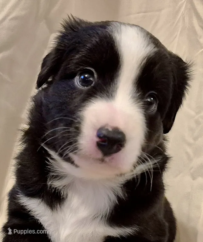 Mia – Miniature Australian Shepherd puppy for sale in Denton, TX