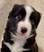 Mia, a female Miniature Australian Shepherd for sale in Denton, TX – 1 of 10