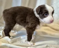 Footloose, a female Miniature Australian Shepherd for sale in Denton, TX – 3 of 10