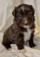 Mateo, a male Miniature Australian Shepherd for sale in Denton, TX – 2 of 9