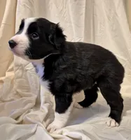 Mia, a female Miniature Australian Shepherd for sale in Denton, TX – 3 of 10