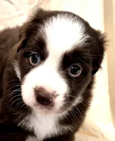 Ellie, a female Miniature Australian Shepherd for sale in Denton, TX – 1 of 8
