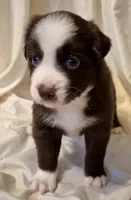 Ellie, a female Miniature Australian Shepherd for sale in Denton, TX – 2 of 8