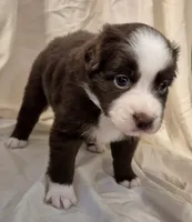Ellie, a female Miniature Australian Shepherd for sale in Denton, TX – 7 of 8