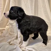 Mia, a female Miniature Australian Shepherd for sale in Denton, TX – 10 of 10