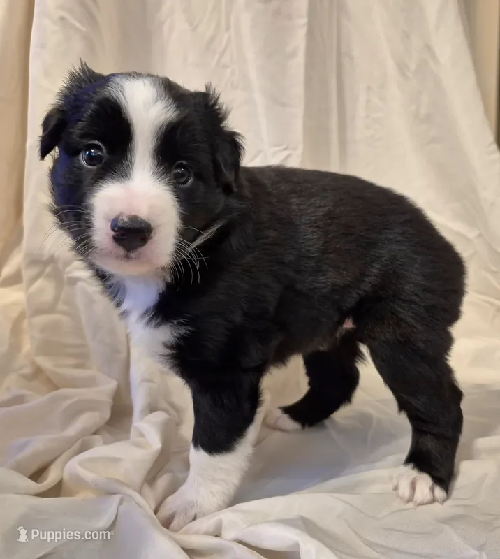 Mia – Miniature Australian Shepherd puppy for sale in Denton, TX