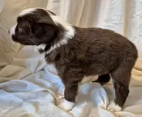 Footloose, a female Miniature Australian Shepherd for sale in Denton, TX – 4 of 10