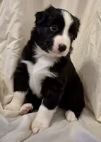 Mia, a female Miniature Australian Shepherd for sale in Denton, TX – 7 of 10