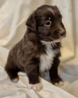 Mateo, a male Miniature Australian Shepherd for sale in Denton, TX – 6 of 9
