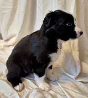 Mia, a female Miniature Australian Shepherd for sale in Denton, TX – 4 of 10