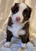 Footloose, a female Miniature Australian Shepherd for sale in Denton, TX – 6 of 10