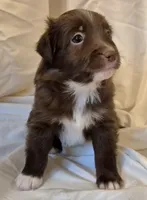 Mateo, a male Miniature Australian Shepherd for sale in Denton, TX – 5 of 9