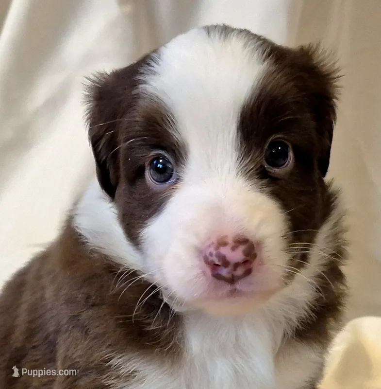 Footloose – Miniature Australian Shepherd puppy for sale in Denton, TX