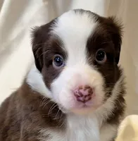 Footloose, a female Miniature Australian Shepherd for sale in Denton, TX – 1 of 10