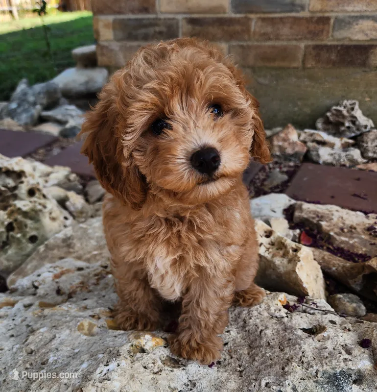 AKC Toy Poodle, little red Grizzly – Poodle - Toy  puppy for sale in Leander, TX