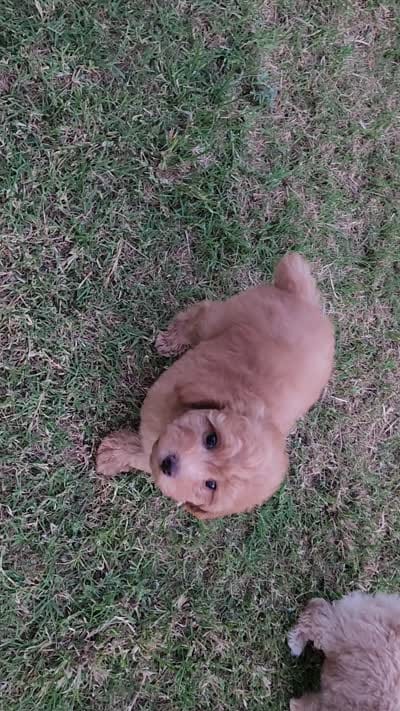 AKC Toy Poodle, little red Grizzly, a male Poodle - Toy  for sale in Leander, TX – 8 of 9