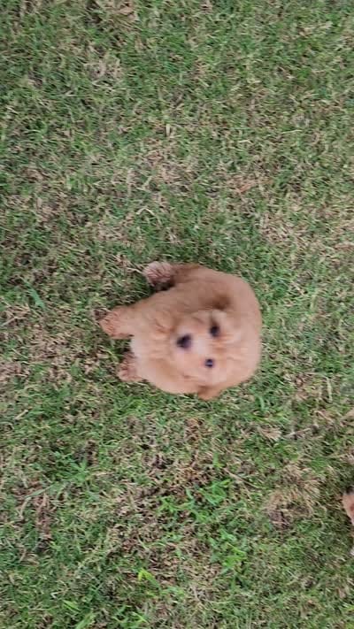 AKC Toy Poodle, little red Grizzly, a male Poodle - Toy  for sale in Leander, TX – 7 of 9