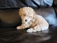 AKC Apricot TOY POODLE,  Little Tex, a male Poodle - Toy  for sale in Leander, TX – 5 of 9