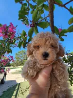 AKC Apricot TOY POODLE,  Little Tex, a male Poodle - Toy  for sale in Leander, TX – 6 of 9