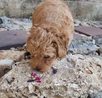 AKC Toy Poodle, little red Grizzly, a male Poodle - Toy  for sale in Leander, TX – 4 of 9