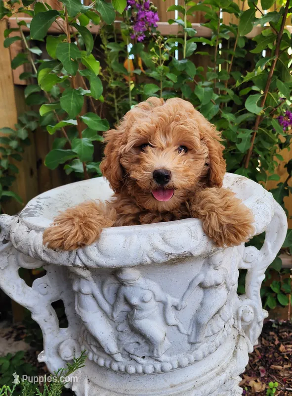 AKC Toy Poodle, little red Grizzly – Poodle - Toy  puppy for sale in Leander, TX