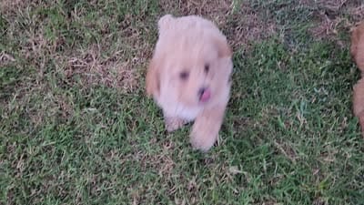 AKC Apricot TOY POODLE,  Little Tex, a male Poodle - Toy  for sale in Leander, TX – 8 of 9