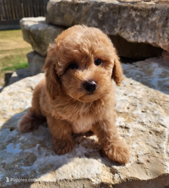 AKC Toy Poodle, little red Grizzly – Poodle - Toy  puppy for sale in Leander, TX