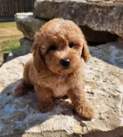 AKC Toy Poodle, little red Grizzly, a male Poodle - Toy  for sale in Leander, TX – 1 of 9