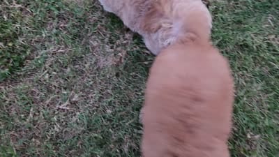 AKC Toy Poodle, little red Grizzly, a male Poodle - Toy  for sale in Leander, TX – 9 of 9