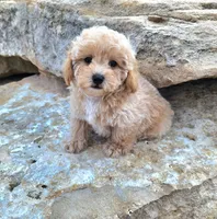 AKC Apricot TOY POODLE,  Little Tex, a male Poodle - Toy  for sale in Leander, TX – 2 of 9