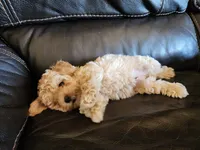 AKC Apricot TOY POODLE,  Little Tex, a male Poodle - Toy  for sale in Leander, TX – 1 of 9