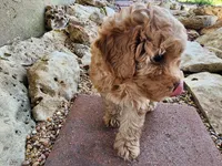 AKC Toy Poodle, little red Grizzly, a male Poodle - Toy  for sale in Leander, TX – 6 of 9