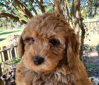 AKC Toy Poodle, little red Grizzly, a male Poodle - Toy  for sale in Leander, TX – 3 of 9