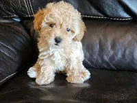AKC Apricot TOY POODLE,  Little Tex, a male Poodle - Toy  for sale in Leander, TX – 3 of 9