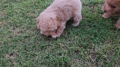 AKC Apricot TOY POODLE,  Little Tex, a male Poodle - Toy  for sale in Leander, TX – 9 of 9