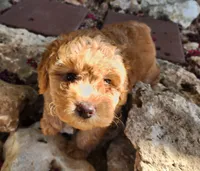 AKC Toy Poodle, little red Grizzly, a male Poodle - Toy  for sale in Leander, TX – 2 of 9