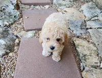 AKC Apricot TOY POODLE,  Little Tex, a male Poodle - Toy  for sale in Leander, TX – 4 of 9