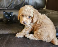 AKC Toy Poodle, little red Grizzly, a male Poodle - Toy  for sale in Leander, TX – 5 of 9