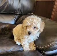 AKC Apricot TOY POODLE,  Little Tex, a male Poodle - Toy  for sale in Leander, TX – 7 of 9
