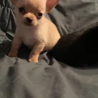 Tiny Tim, a male Chihuahua for sale in Pittsfield, IL – Photo 2 of 6